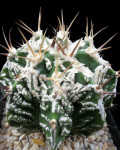 Astrophytum ornatum cv. fukuryu hania