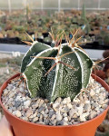 Astrophytum ornatum cv. hania