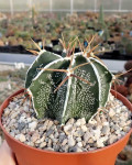 Astrophytum ornatum cv. hania