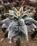 Astrophytum ornatum cv. kikko