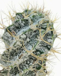 Astrophytum ornatum cv. spiral