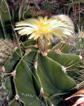 Astrophytum ornatum var. glabrescens