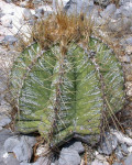 Astrophytum ornatum var. mirabelli