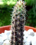 Austrocactus Coxii