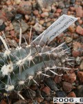 Austrocactus Patagonicus