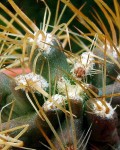 Austrocactus Philippii