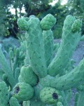 Austrocylindropuntia Cylindrica