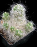 Austrocylindropuntia Floccosa