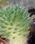 Austrocylindropuntia Lagopus