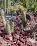 Austrocylindropuntia Shaferi