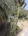 Austrocylindropuntia Subulata