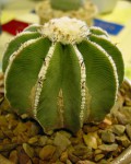 Aztekium Hintonii