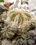 Aztekium Ritteri