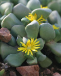 Bijlia