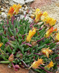 Bijlia tugwelliae