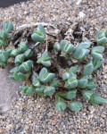 Braunsia geminata