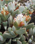 Braunsia vanrensburgii