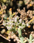 Brownanthus arenosus