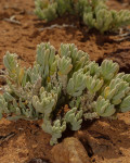 Brownanthus ciliatus