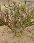 Brownanthus pseudoschlichtianus