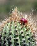 Browningia Altissima