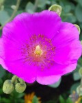 Calandrinia