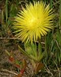 Carpanthea pomeridiana