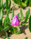 Carpobrotus deliciosus