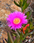 Carpobrotus dimidiatus