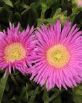 Carpobrotus modestus