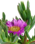 Carpobrotus virescens