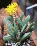 Carruanthus