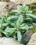 Carruanthus peersii