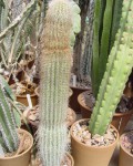 Cephalocereus Columna-trajani