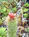 Cephalocereus Nizandensis