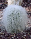 Cephalocereus Senilis