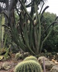 Cephalocleistocactus