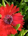 Cephalophyllum