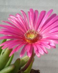 Cephalophyllum Alstonii