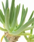 Cephalophyllum alstonii