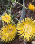 Cephalophyllum corniculatum