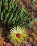 Cephalophyllum Diversiphyllum