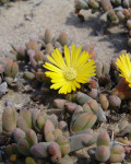 Cephalophyllum ebracteatum