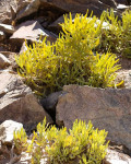Cephalophyllum herrei