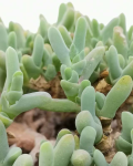 Cephalophyllum parvibracteatum
