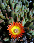Cephalophyllum rigidum