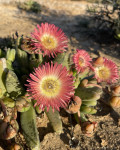 Cephalophyllum spissum