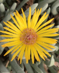 Cephalophyllum staminoidiosum