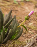 Cephalophyllum subulatoides