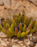 Cephalophyllum tetrastichum
